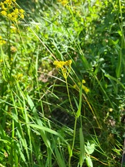 Bupleurum polyphyllum