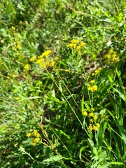Bupleurum polyphyllum