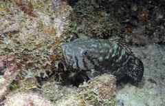 Mycteroperca acutirostris