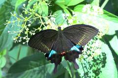 Papilio hermosanus