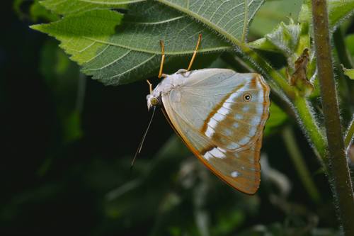 Chitoria chrysolora