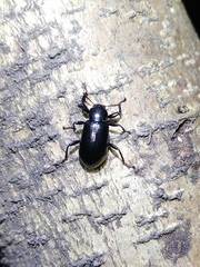 Derosphaerus exularis