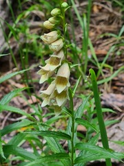 Digitalis ciliata
