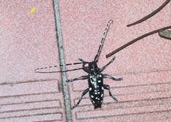 Anoplophora macularia