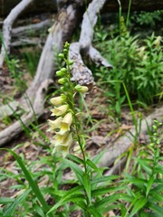 Digitalis ciliata