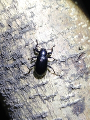 Derosphaerus exularis