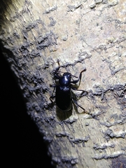 Derosphaerus exularis