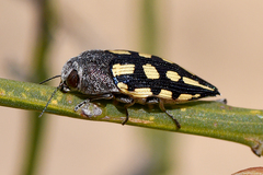 Astraeus flavopictus