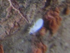 Coniopteryx