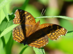 Junonia chorimene