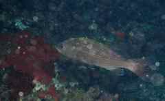 Mycteroperca interstitialis