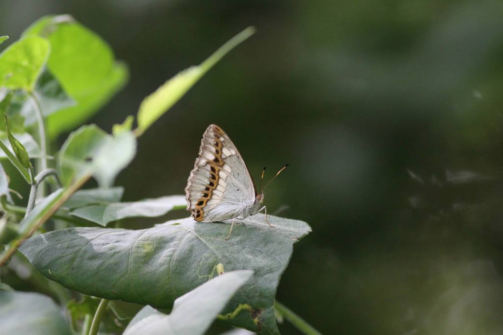 Helcyra plesseni
