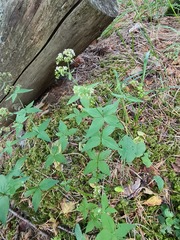 Galium valantioides