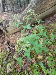 Galium valantioides