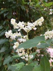 Fallopia baldschuanica