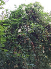 Fallopia baldschuanica