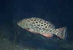 Mycteroperca venenosa