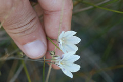 Triteleia peduncularis