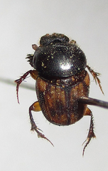 Onthophagus suffusus