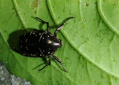Protaetia orientalis sakaii