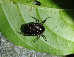 Protaetia orientalis sakaii