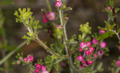 Cyanothamnus anemonifolius