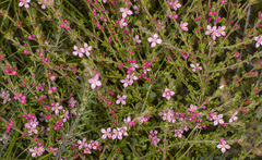 Cyanothamnus anemonifolius