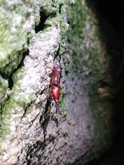 Baryrhynchus poweri