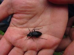 Carabus variolosus