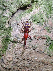 Baryrhynchus poweri