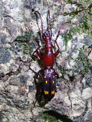 Baryrhynchus poweri