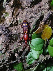 Baryrhynchus poweri
