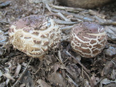 Rhacodium