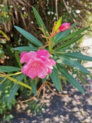 Nerium oleander