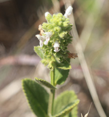 Stachys pycnantha