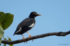 Acridotheres tristis