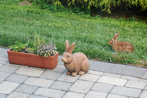 Eastern Cottontail photographed in Pennsylvania