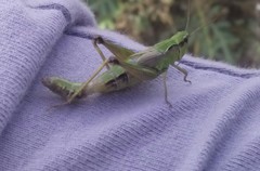 Chorthippus fallax fallax