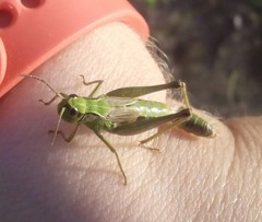 Chorthippus fallax fallax