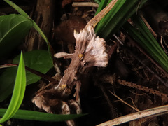 Thelephora penicillata