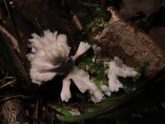 Thelephora penicillata