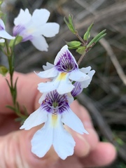 Prostanthera saxicola