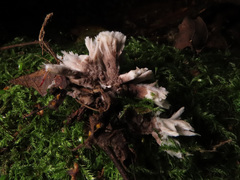 Thelephora penicillata