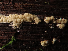 Trichoderma citrinum