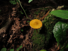 Pluteus leoninus