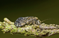 Myopsocidae