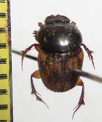Onthophagus suffusus
