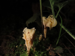 Craterellus luteus