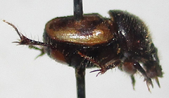 Onthophagus suffusus