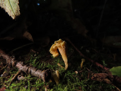 Craterellus luteus